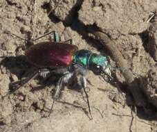 Image of Cicindela (Cicindela) scutellaris scutellaris Say 1823