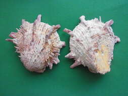 Image of American thorny oyster