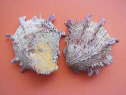 Image of American thorny oyster