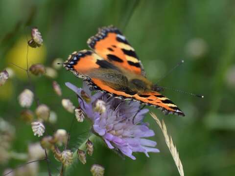 Imagem de Aglais urticae Linnaeus 1758