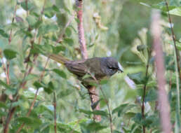 Image of MacGillivray's Warbler