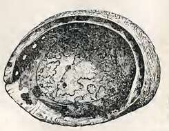 Image of giant abalone