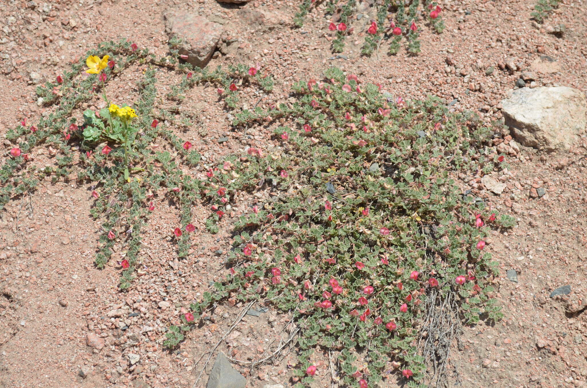 Image of Chesneya ferganensis Korsh.