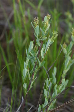 Image of Salix myrtilloides L.