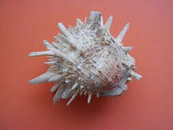 Image of American thorny oyster