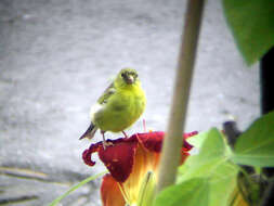 Image of American Goldfinch