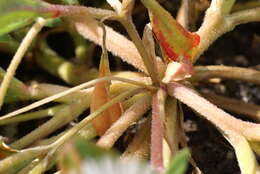 Image of Cleretum bellidiforme (Burman fil.) G. D. Rowley