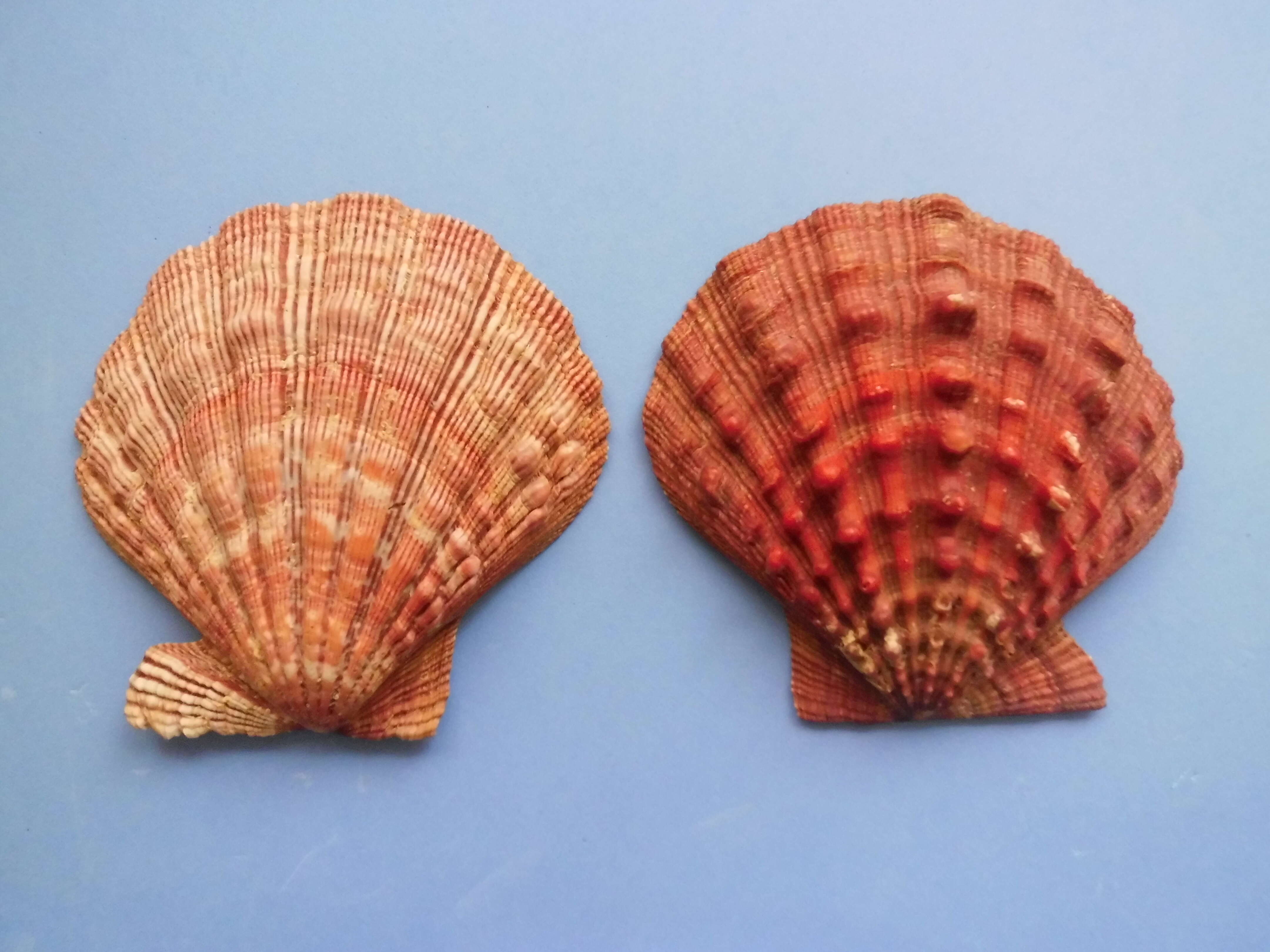 Image of Nodipecten Dall 1898