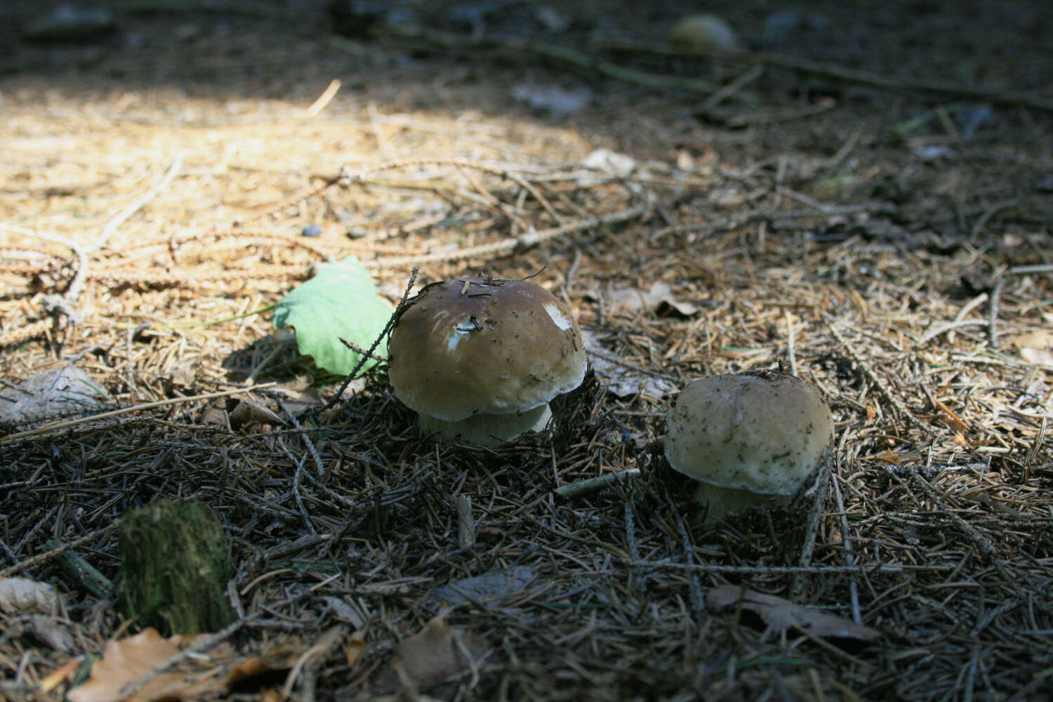 Image of Cep