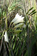 Image of Freesia leichtlinii subsp. alba (G. L. Mey.) J. C. Manning & Goldblatt