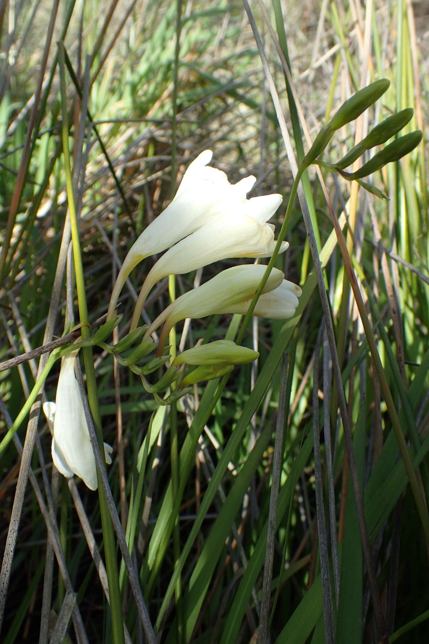 Freesia leichtlinii subsp. alba (G. L. Mey.) J. C. Manning & Goldblatt resmi