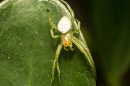 Image of Aoaraneus pentagrammicus