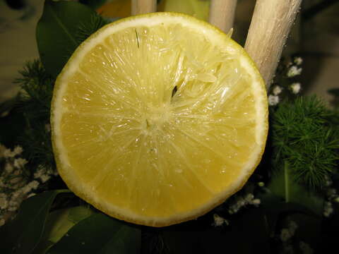 Image of lemon