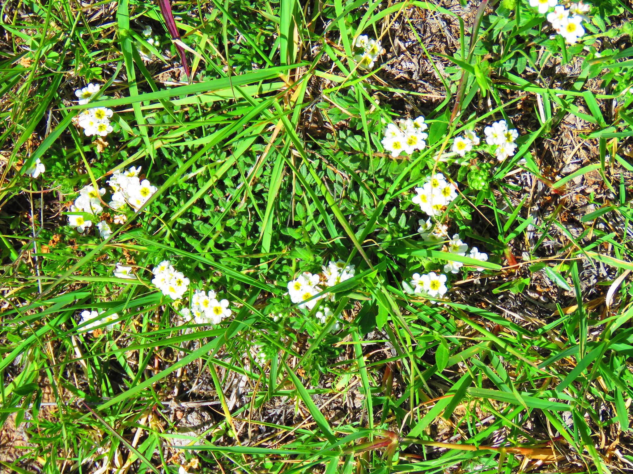 Image of Euploca foliosissima (J. F. Macbr.) J. I. M. Melo