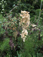 Image de Holodiscus discolor (Pursh) Maxim.