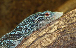 Image of Varanus macraei Böhme & Jacobs 2001