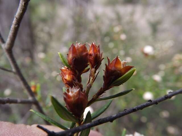 Image of Spyridium scortechinii (F. Müll.) K. R. Thiele