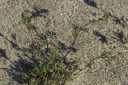 Image of Artemisia arctica