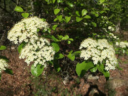 Imagem de Viburnum rufidulum Rafin.