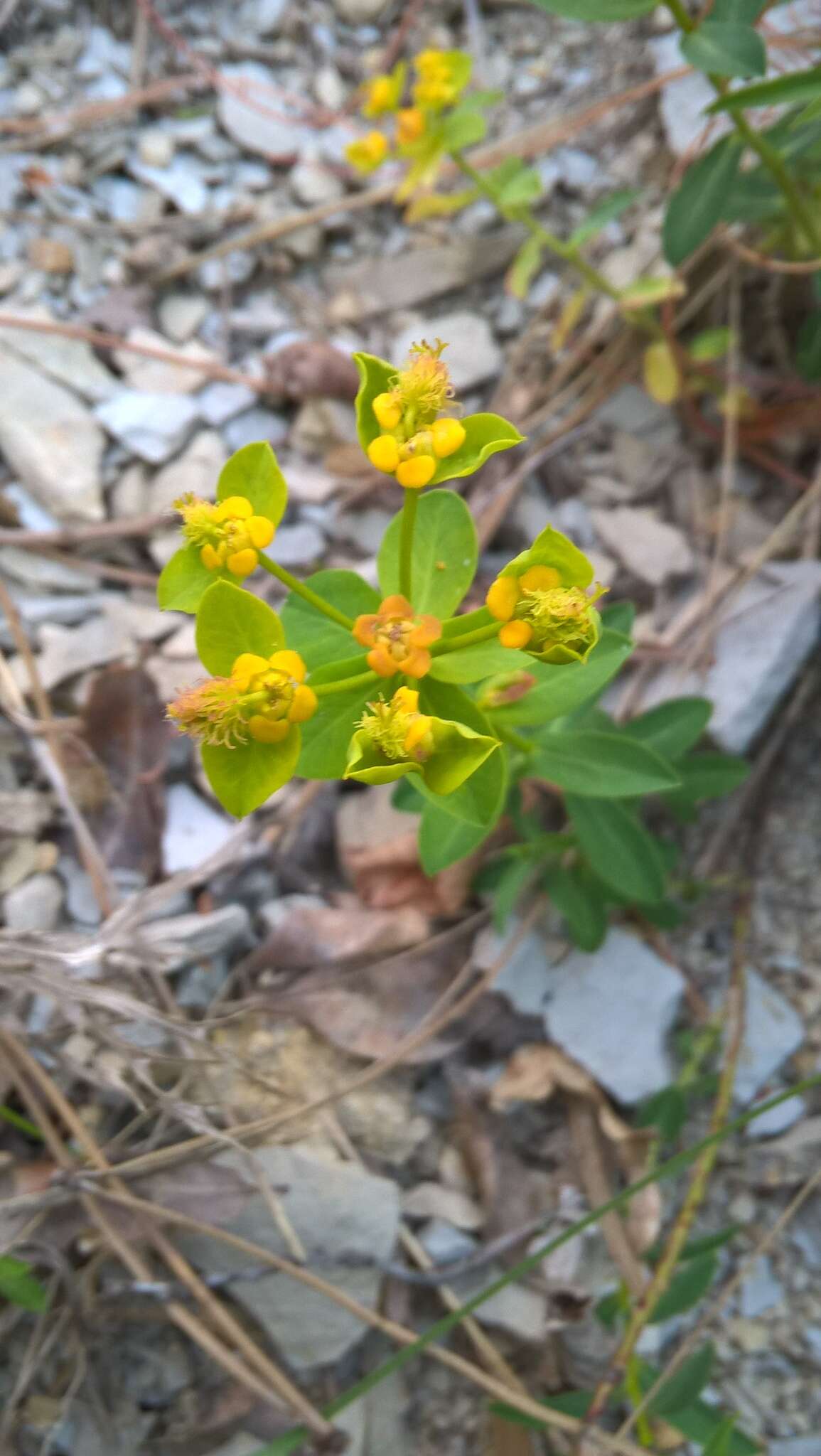 Sivun Euphorbia fragifera Jan kuva