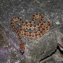 Image of Protobothrops mucrosquamatus (Cantor 1839)