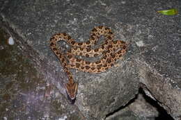 Image of Protobothrops mucrosquamatus (Cantor 1839)