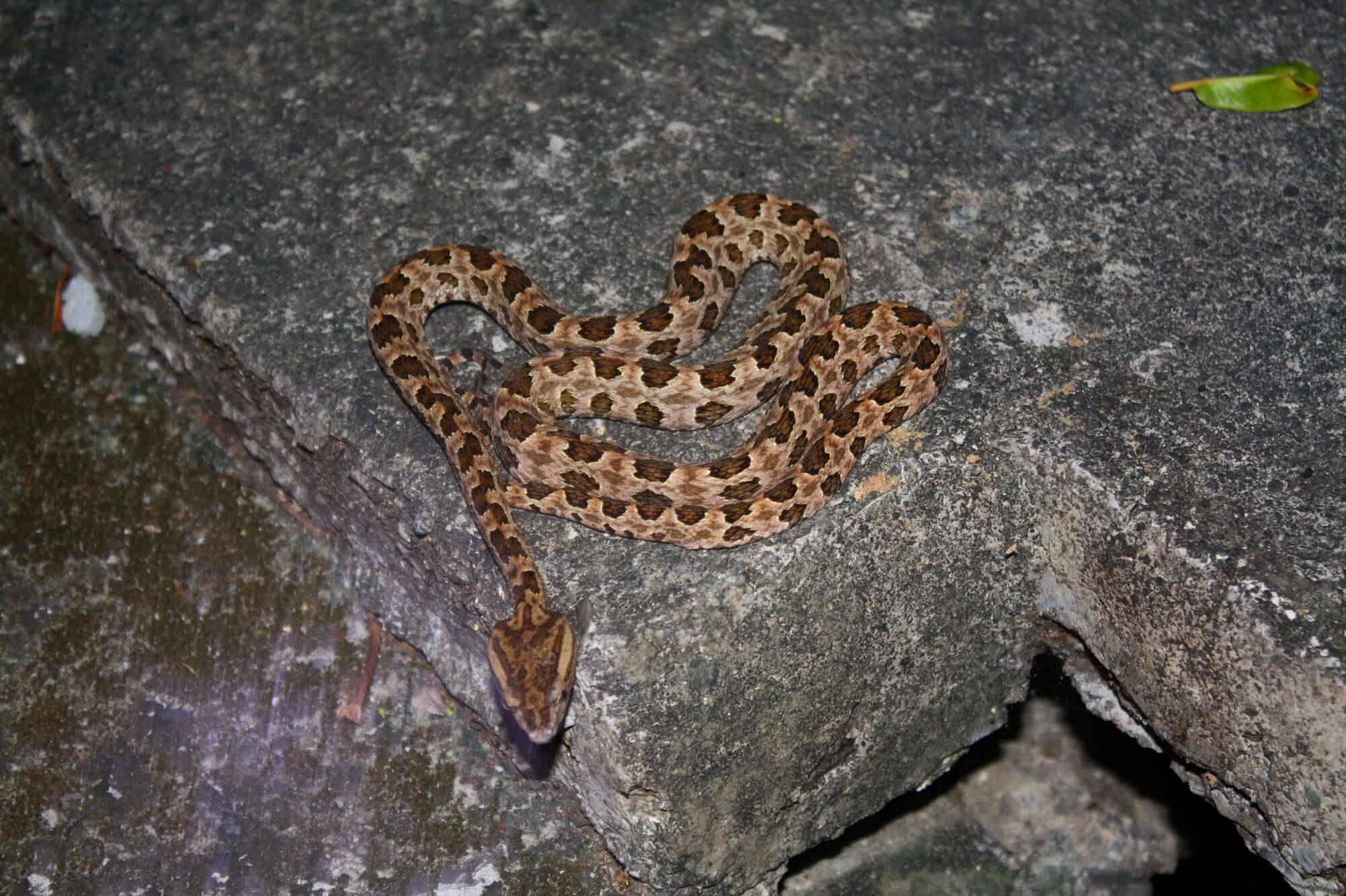 صورة Protobothrops mucrosquamatus (Cantor 1839)