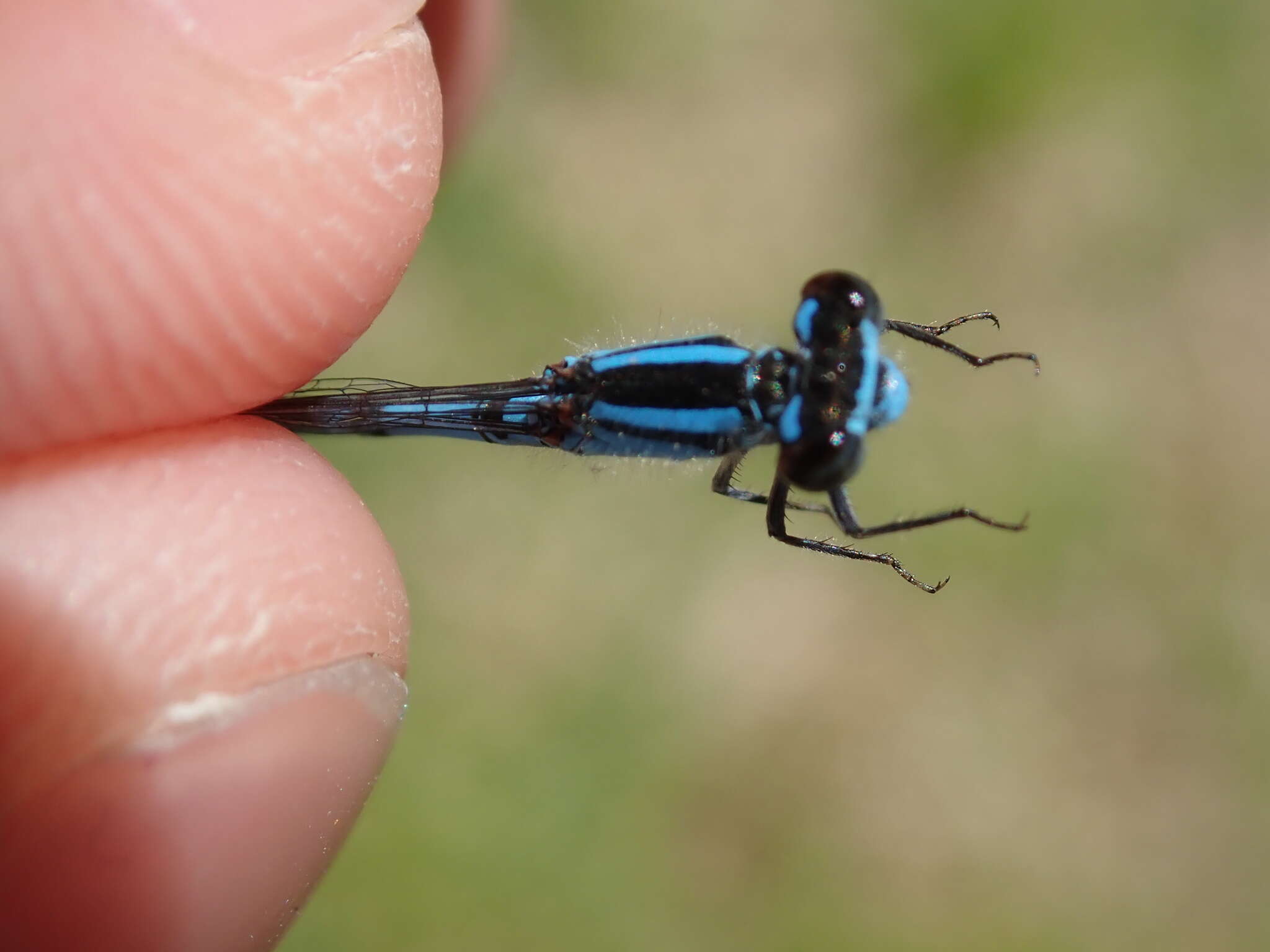 Image of New England Bluet