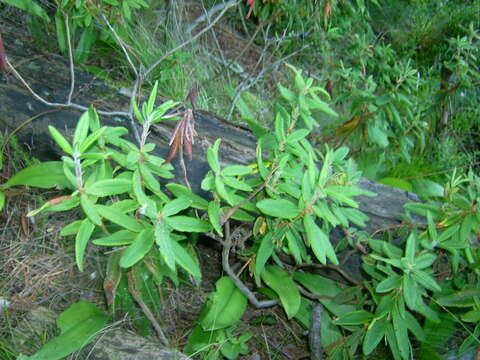 Imagem de Rhododendron groenlandicum (Oeder) K. A. Kron & W. S. Judd