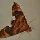 Image of Eurypteryx bhaga (Moore (1866))