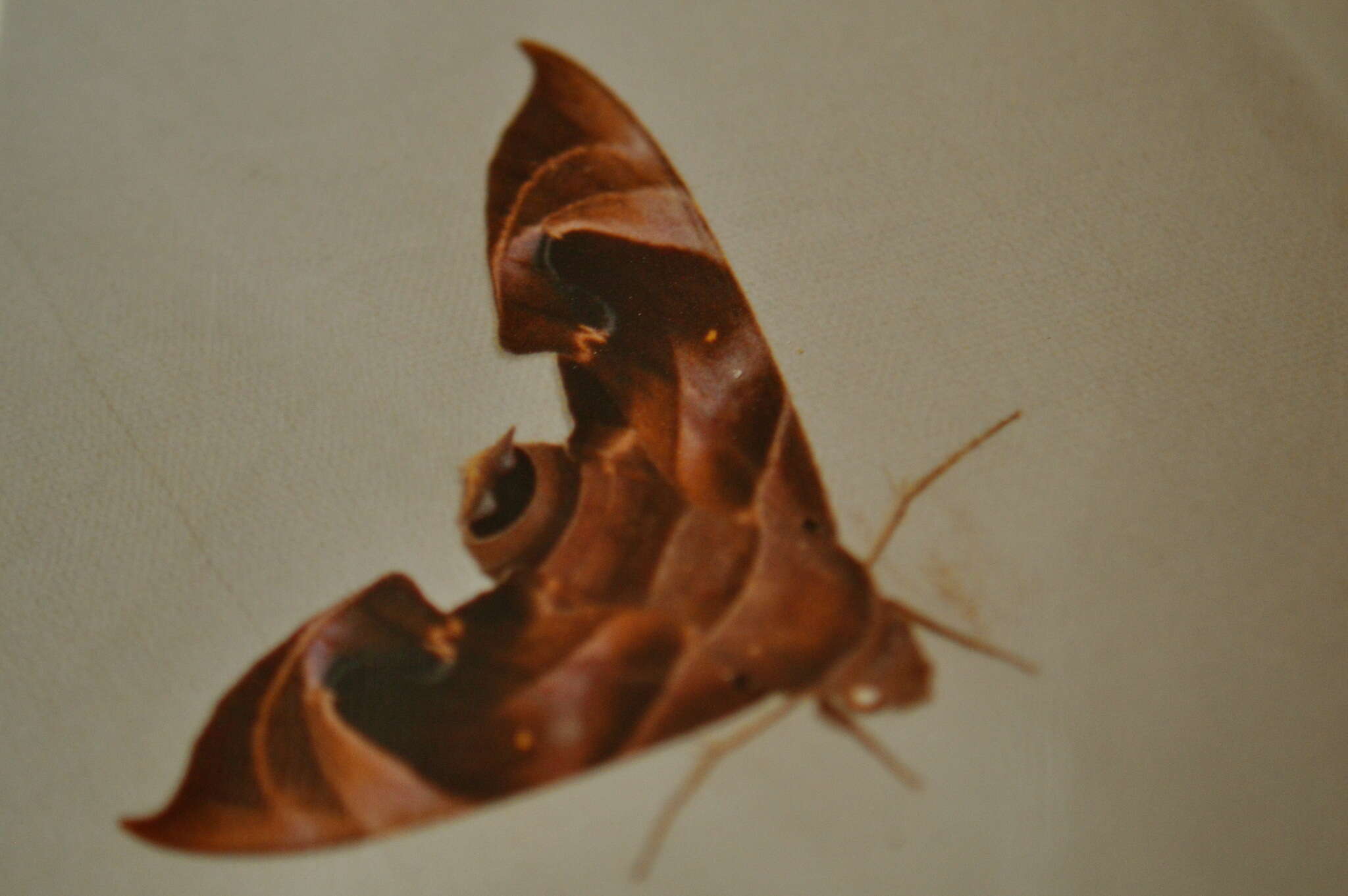 Image of Eurypteryx bhaga (Moore (1866))