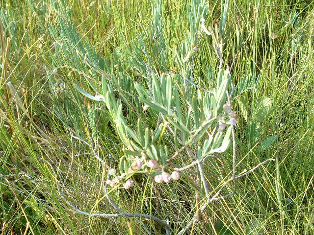 Image of bog rosemary