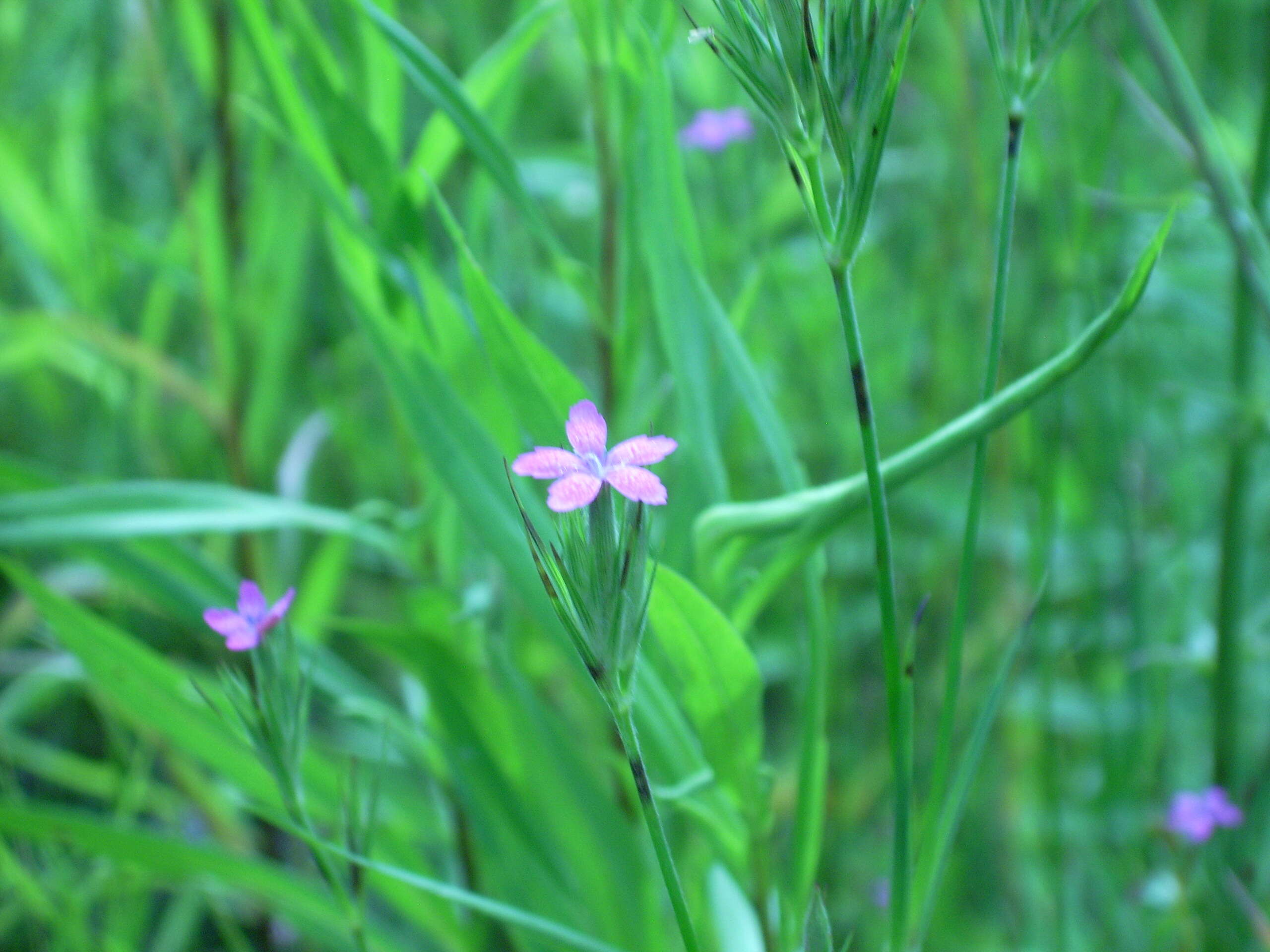 Слика од Dianthus deltoides L.