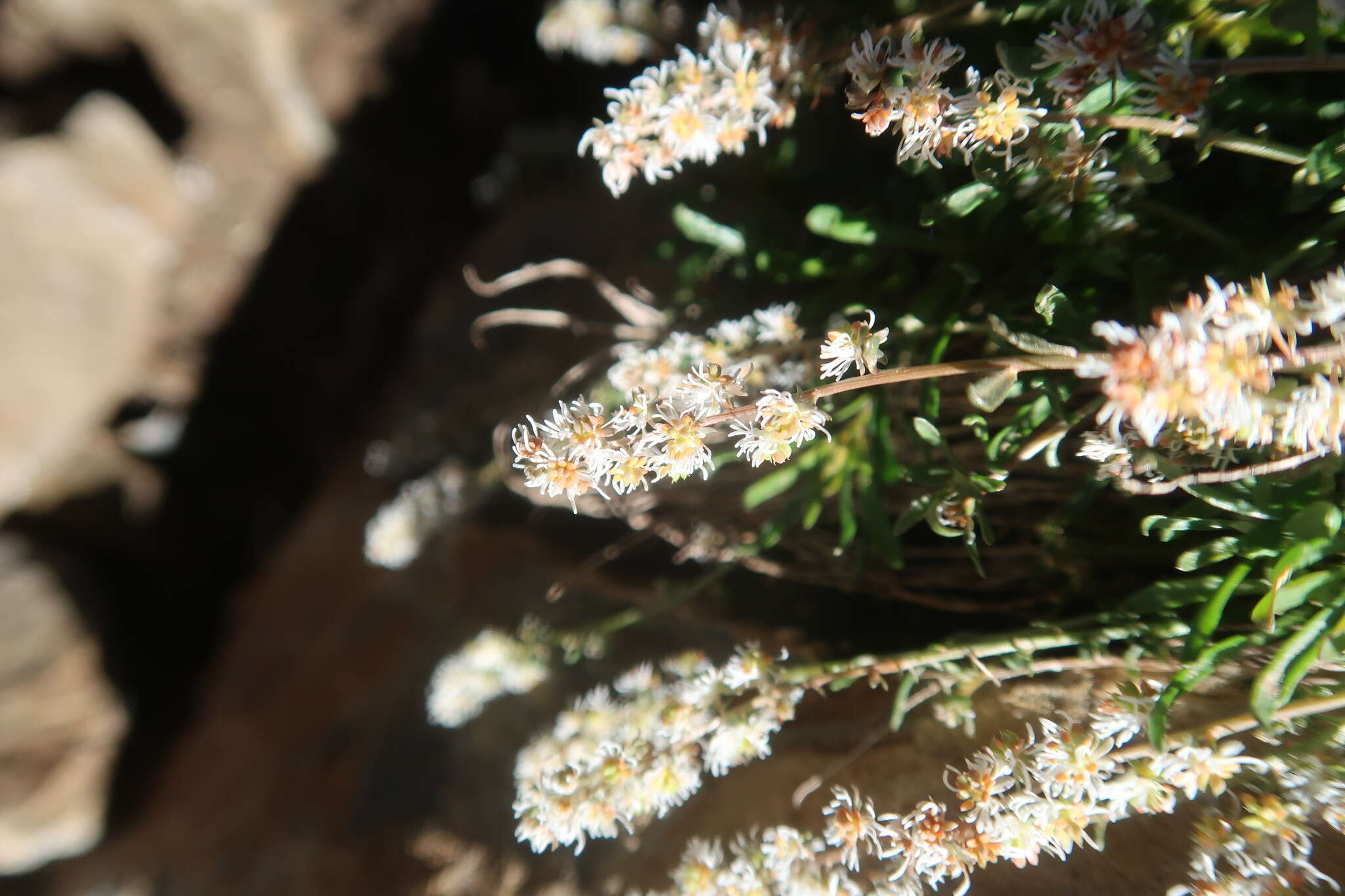 Image of Sesamoides interrupta (Boreau) G. López González