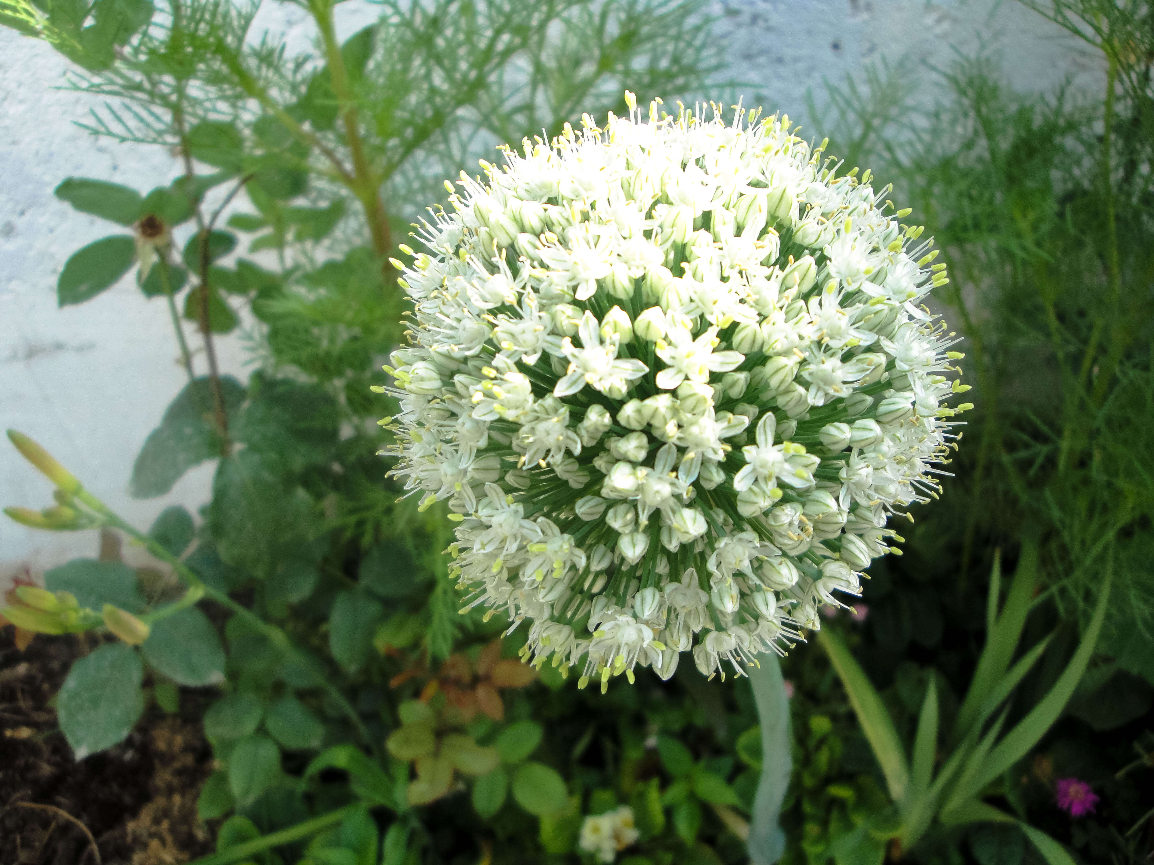 Image of garden onion