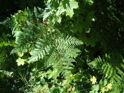 Image of Bracken