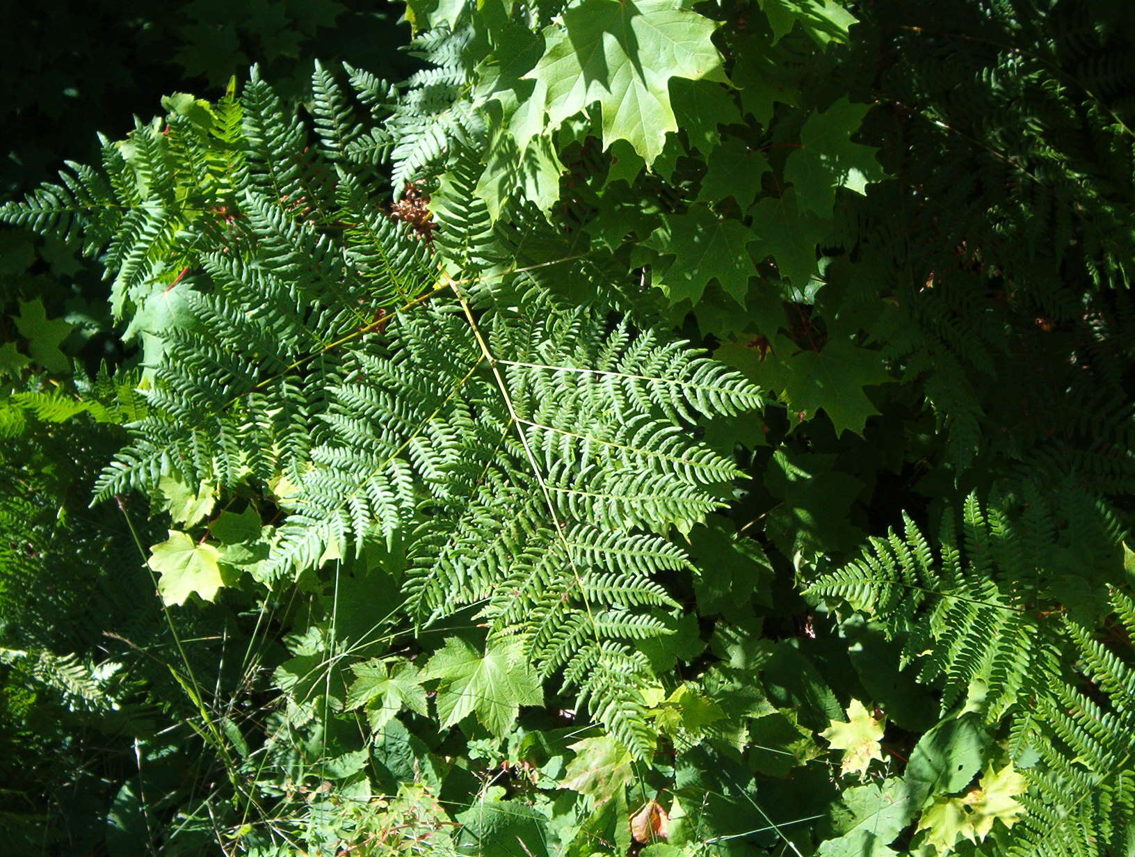 Image of Bracken