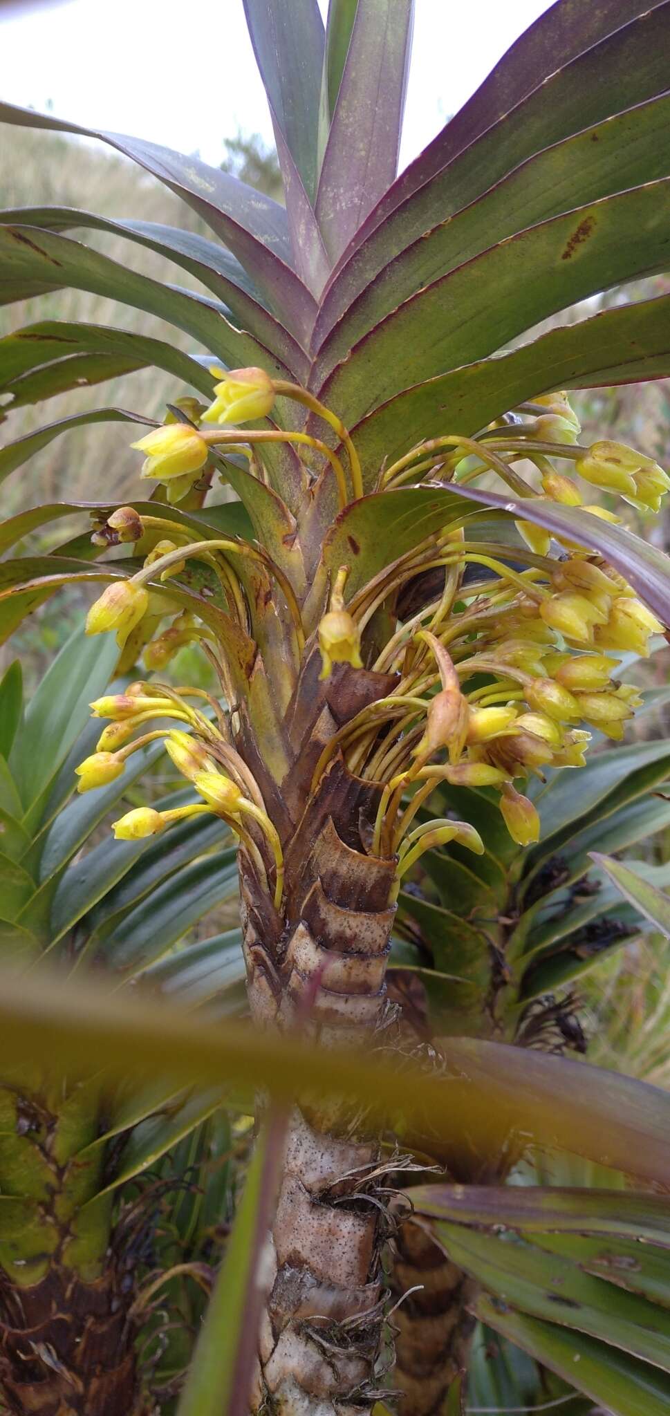 Image of Maxillaria cordyline (Rchb. fil.) Dodson