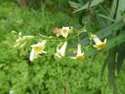 Imagem de Freylinia lanceolata (L. fil.) G. Don