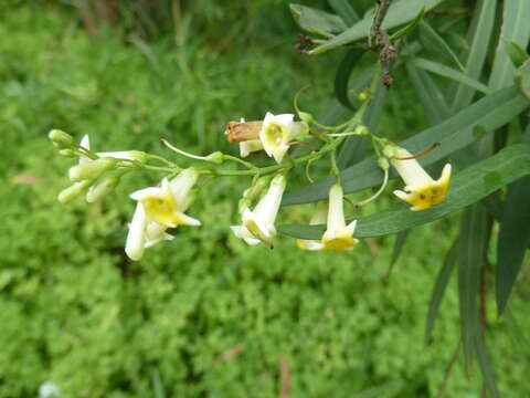 Слика од Freylinia lanceolata (L. fil.) G. Don