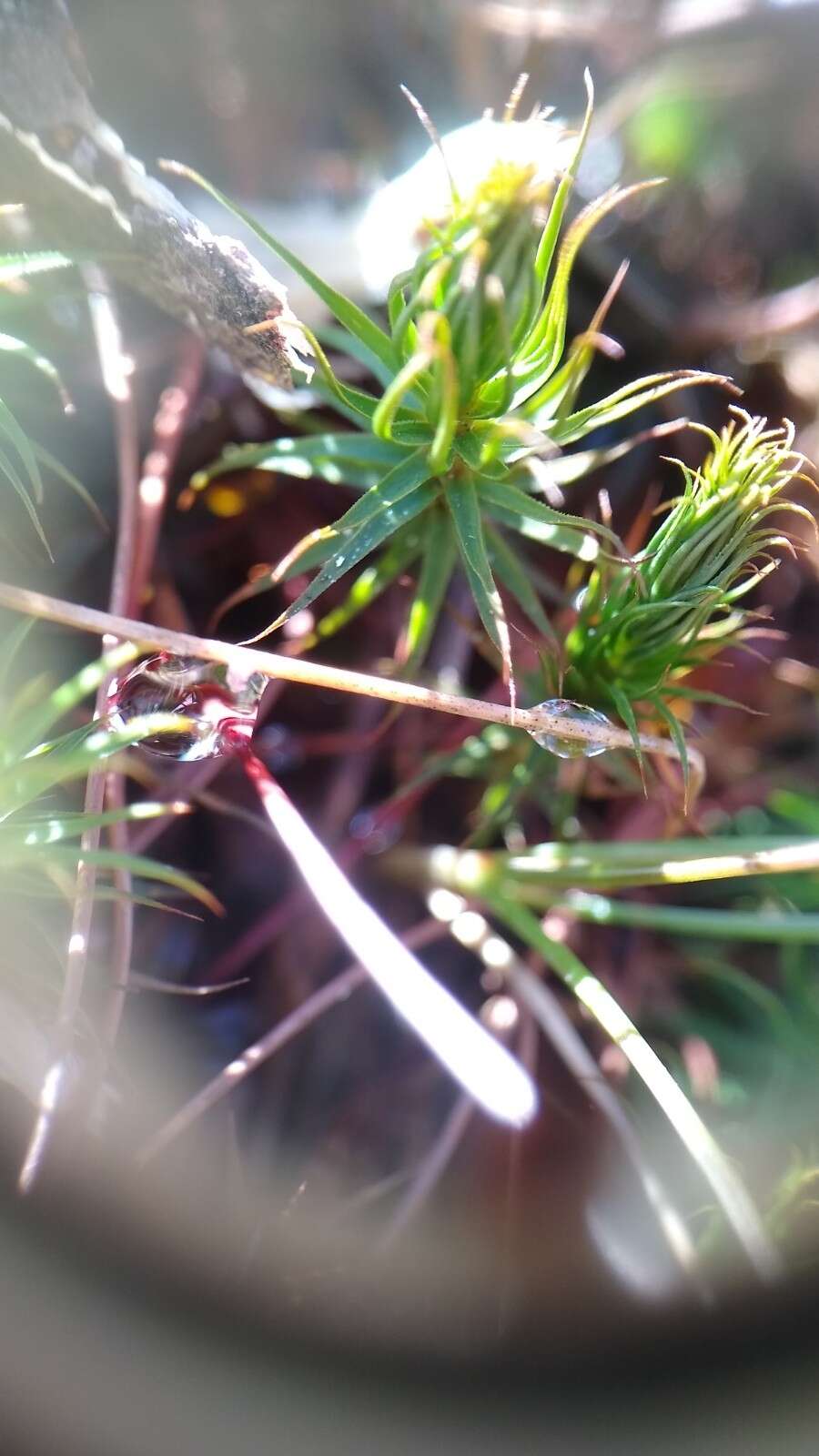 Image of <i>Polytrichum pallidisetum</i>