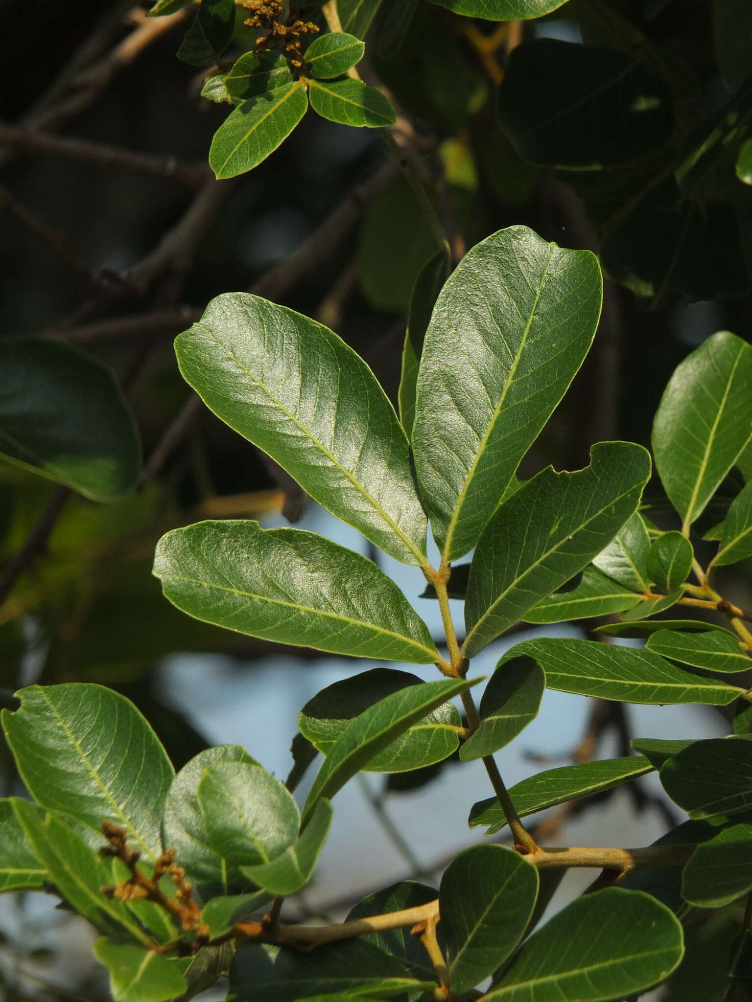 Image of Sapindus emarginatus Vahl