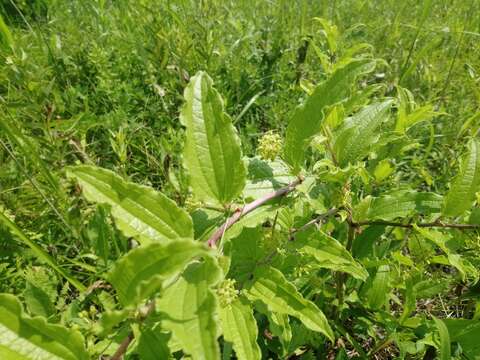 Image of Smilax riparia var. riparia