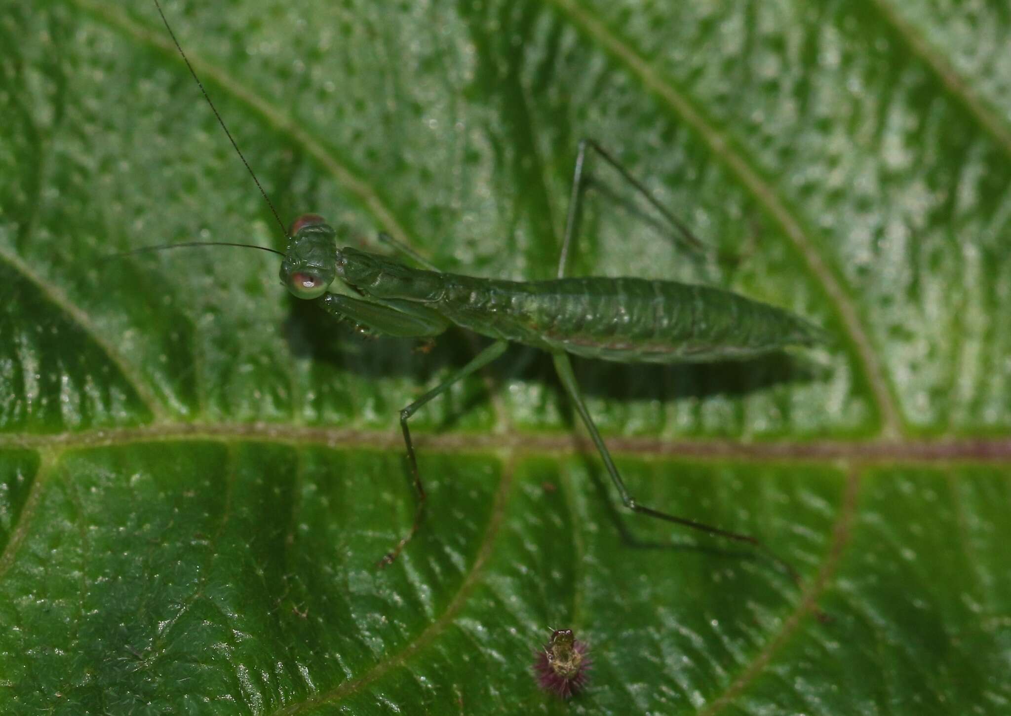 Image de Micromantis glauca Saussure 1870