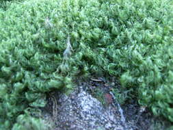 Image of Broom Moss