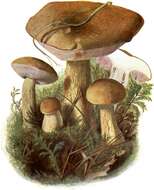 Imagem de Tylopilus felleus (Bull.) P. Karst. 1881