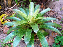 Image of Bromeliad