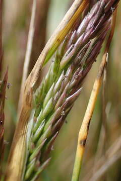 Imagem de Polypogon magellanicus (Lam.) Finot