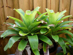 Image of Bromeliad