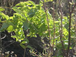 Dioscorea hemicrypta Burkill resmi